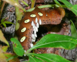 Pandorus Sphinx Moth with Parasite Eggs