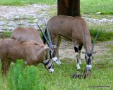 Fringe-Eared Oryx Birth