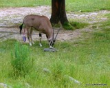 Fringe-Eared Oryx Birth