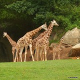 Juma - NC Zoo - New Baby Giraffe