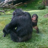 Ebi (f) with mother Tammy - NC Zoo