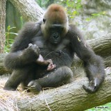 Olympia with Baby Gorilla Apollo (m)