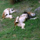 Sleeping Lions at the NC Zoo
