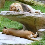 Riley & Maketa - Lions at NC Zoo