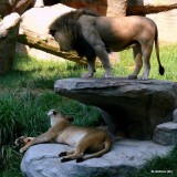 Riley & Maketa - Lions at NC Zoo