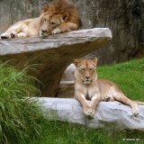 Riley & Maketa - Lions at NC Zoo