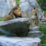 Riley & Maketa - Lions at NC Zoo