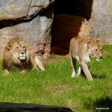 Riley & Maketa - Lions at NC Zoo