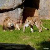 Riley & Maketa - Lions at NC Zoo