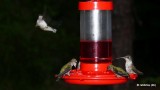 Ruby-Throated Hummingbirds