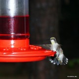 Ruby-Throated Hummingbirds