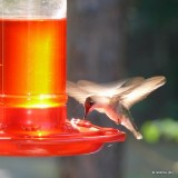 Ruby-Throated Hummingbirds