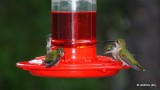 Ruby-Throated Hummingbirds