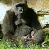 9 Day Old Baby Gorilla(m) with mother Olympia - NC Zoo