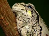 Gray Tree Frog