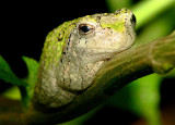 Baby Gray Tree Frog