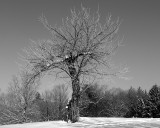 Crab-Apple Tree