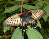 Great Mormon Swallowtail