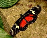 Red Doris Butterfly