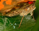 Painted Lady