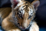 3 mos old male Siberian tiger