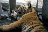 3 mos old male Siberian tiger