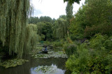 The Lilly Ponds