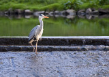 Heron