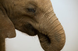 Young orphan elephant close up