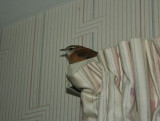 Carolina Wren