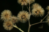 Seeds