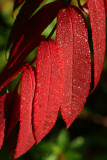 Red Leaves