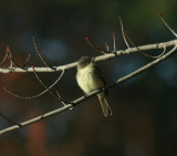 Eastern Phoebe