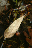 Autumn Still Life