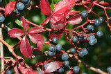 Berries