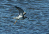 Lesser Yellowlegs