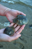 Horseshoe Crabs