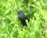 Smooth-billed Ani