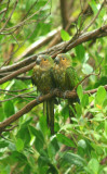 Brown-throated Parakeets