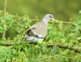 Bare-eyed Pigeon