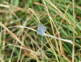 Blue Butterfly Species