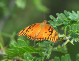 Native Butterfly Species