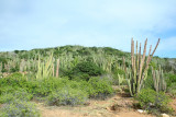 Desert Landscape