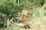 Feral Goats Grazing