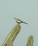 Tropical Mockingbird