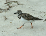 Ruddy Turnstone