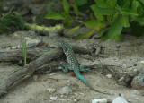 Lizard