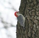 Red Bellied Woodpecker