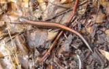 Redback Salamander