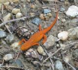 Red Eft